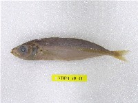 藏品(藍圓鰺)的圖片